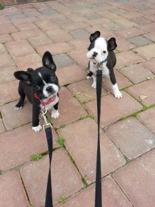 Max and Molly as pups on leash