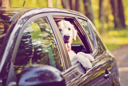 Driving with your dog