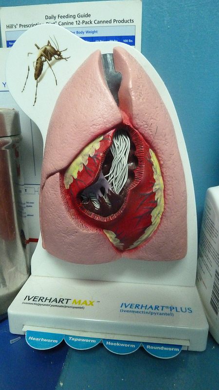 Light Street Animal Hospital 3D Heartworm Dise...