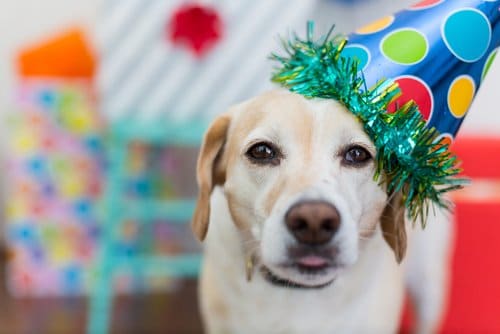 Your dog's birthday party
