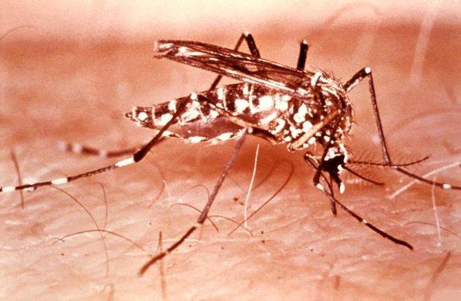Aedes aegypti Image source: Centers for Diseas...