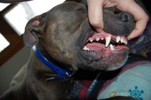 Pet dental 