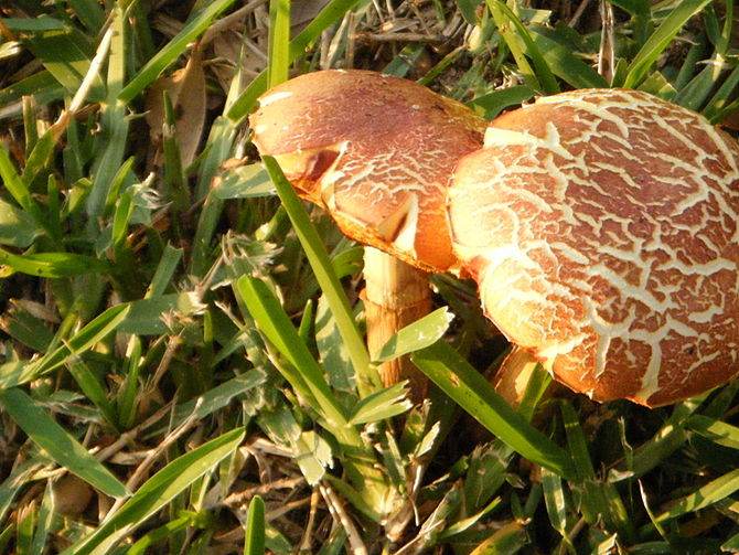 Wild mushrooms i