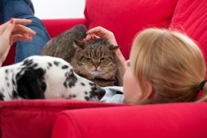 Best Pet Care in South Charlotte