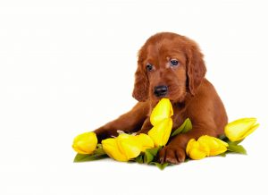 7 Puppy Training Tips To Consider 