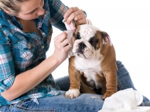 cleaning your dogs ears