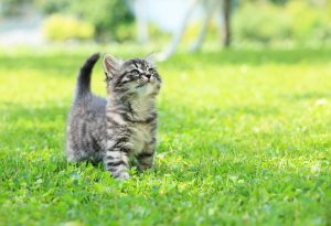 Should You Be Walking Your Cat Outdoors On A Leash?